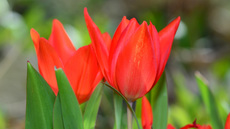 Tulipa praestans (3).jpg